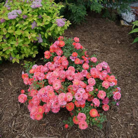 Heavy blooming Oso Easy Mango Salsa Rose in a garden bed